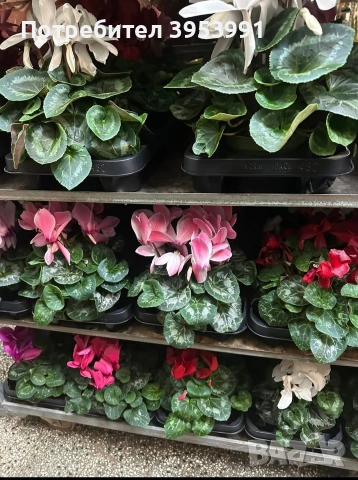 Циклама в саксия 