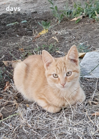 Малки котета – различни шарки, снимка 3 - Други - 51939189