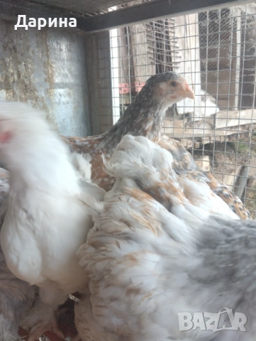 Пилета, снимка 2 - Кокошки и пуйки - 53961418