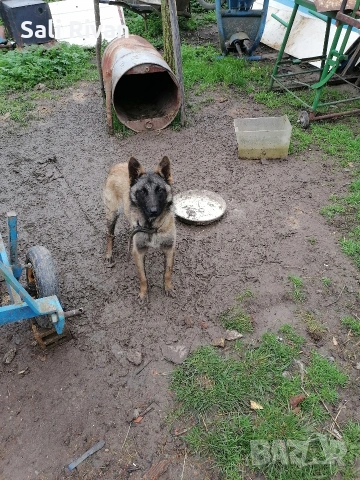 женско на 10 месеца , снимка 2 - Белгийска овчарка - 54092146