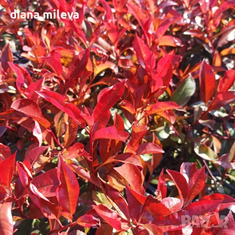Фотиния Ред Робин, Photinia fr. Red Robin