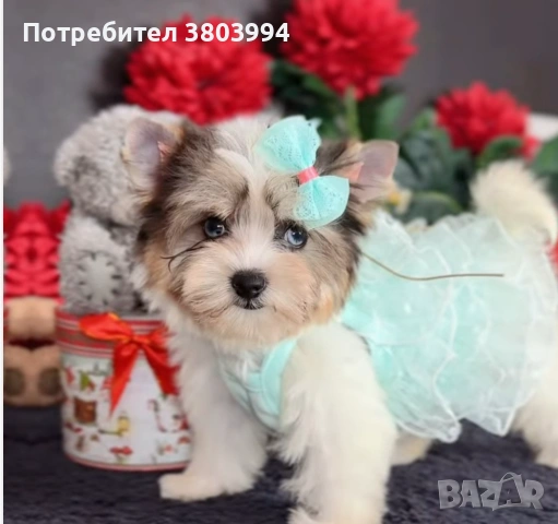 Бивер / йоркширски териер. Родословна Прекрасна красавица със сини очи. 