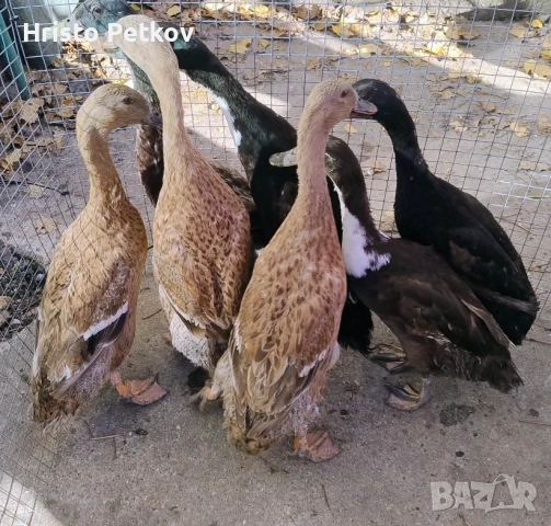 Продавам 5 Патици и 2 Патора Индийски Бегачи 