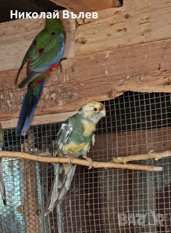 Пенанти,розели и пойни, снимка 5 - Папагали - 53256284