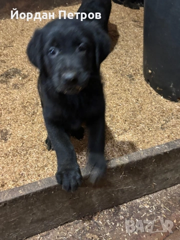 Голдан ретривър и немска овчарка, снимка 6 - Немска овчарка - 53596497