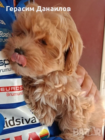 малтипу , снимка 3 - Пудели - 53889175