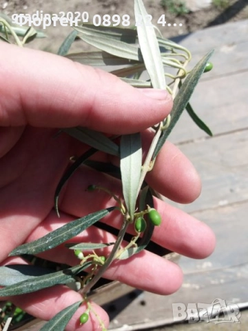 Маслина- 3 сорта , снимка 8 - Градински цветя и растения - 38697287