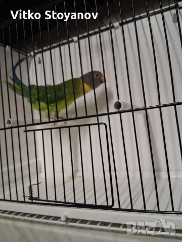 Сливоглав александър-женски