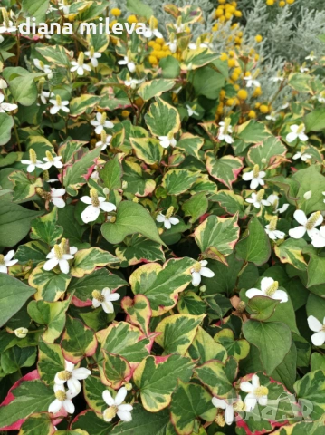 Хутиния, Houttuynia cordata, многогодишна и студоустойчива , снимка 5 - Градински цветя и растения - 54001747