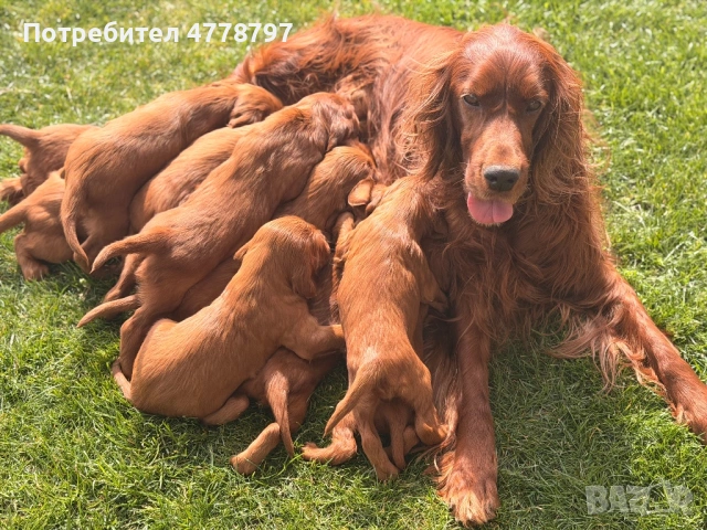 Ирландски сетер