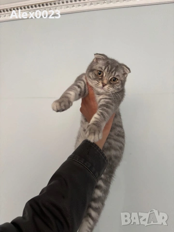Шотландско клепоухо мъжко 🐈, снимка 4 - Британска късокосместа - 54196439