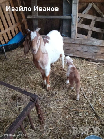 Продавам кози с ярета, снимка 3 - Кози - 53247338