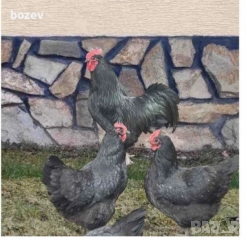 Петли черен австролорп и колумбийска брама 