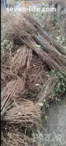 Фиданки медоносна липа и акация с наситен аромат 