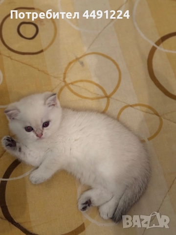 Златна чинчила, снимка 5 - Чинчили - 52397448