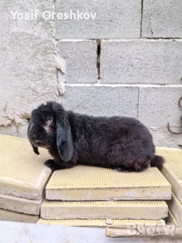 Смесени едри зайци! , снимка 4 - Други - 52385538