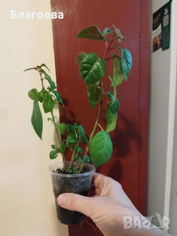 Обичка многогодишна/Фуксия Магеланика розово-цикламена, снимка 5 - Стайни растения - 52511813