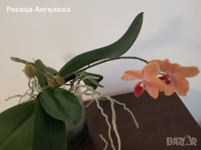 Орхидея sunset love, снимка 3 - Стайни растения - 53334823