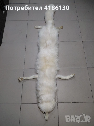 Не ползвана кожа,голям размер от бяла лисица.