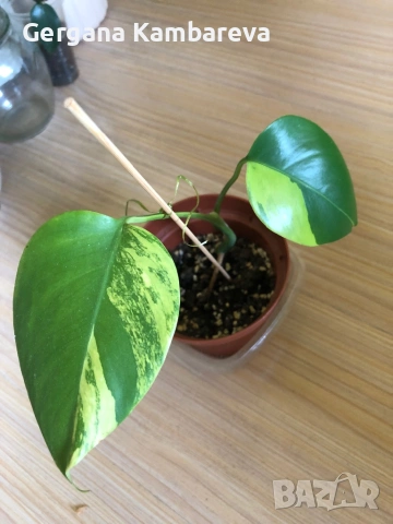 Monstera Aurea Variegated 