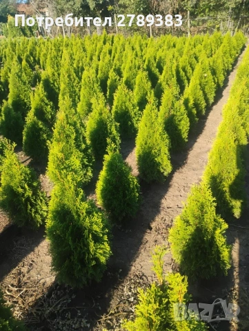 Туя смарагд , глобоза , западна , снимка 2 - Градински цветя и растения - 53053241