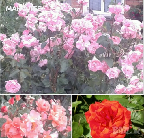 Градински рози - 3 цвята