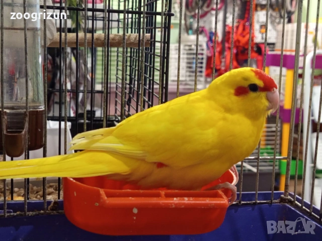 Какарики бебета