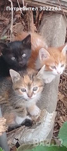 Подарявам малки котенца - Варна