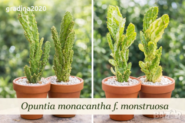 Опунция – Opuntia monacantha ‘Monstruosa’