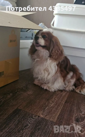 Кученца Кавалер Кинг Чарлз шпаньол, мъжки и женски, снимка 3 - Кавалер кинг чарлз шпаньол - 53898090