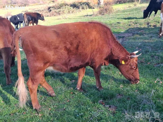 Телета (крави), снимка 9 - Крави - 52690607
