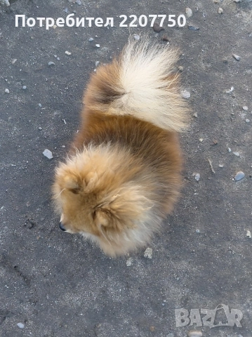 продавам померан , снимка 2 - Померан - 51462433