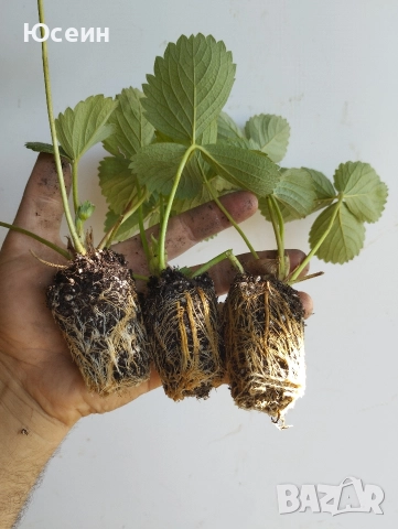 Ягоди сорт албион , снимка 9 - Разсади - 52900763