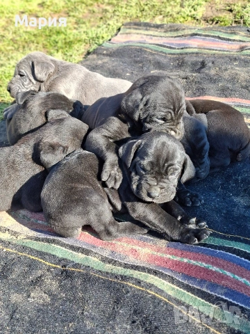 Кане Корсо- Италиано, снимка 10 - Кане корсо - 53401347