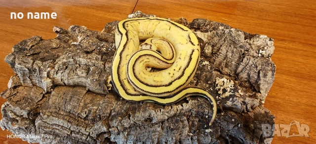 Продавам Кралски питон (Python regius) , снимка 5 - Змии - 53446933