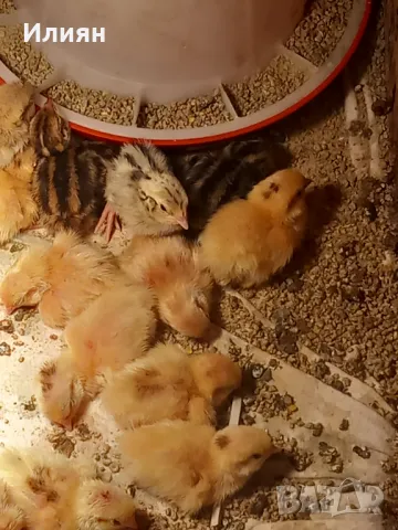 Пъдпъдъци, снимка 1