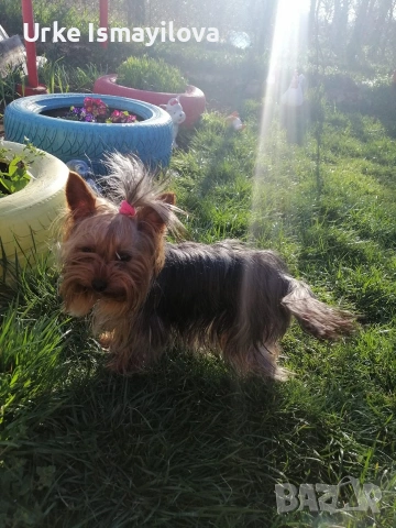 Йоркширски териер , снимка 8 - Йоркширски териер - 53641485