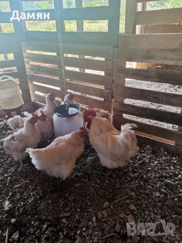 Яйца за люпене , снимка 1 - Кокошки и пуйки - 46155237