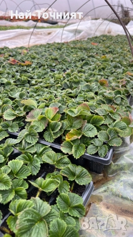 Разсад ягоди, сорт “Клери”, снимка 2 - Разсади - 52917371