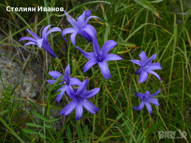 Сибирска лилия, лавандулова планинска лилия, татарски иксиолирион (Ixiolirion tataricum) - луковички, снимка 3 - Сортови семена и луковици - 47954157