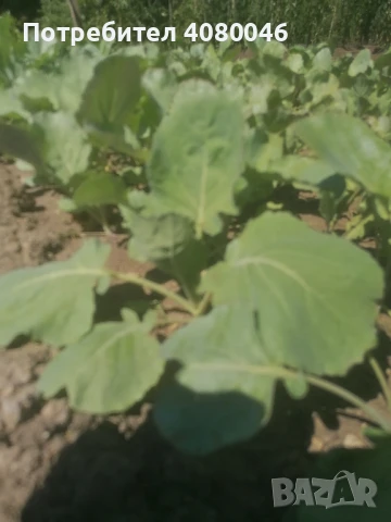 Разсад зеле"Кьосе" , снимка 1