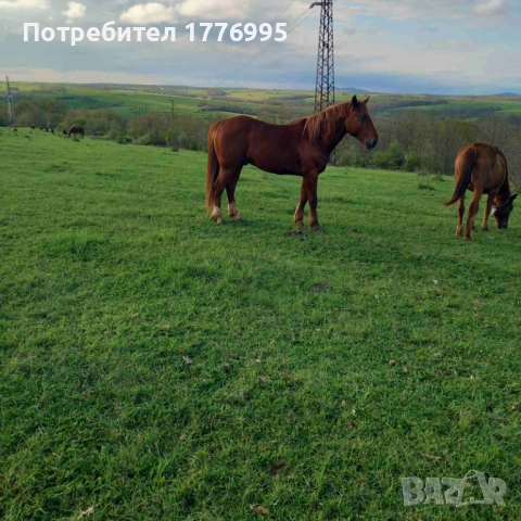 Продавам жребец