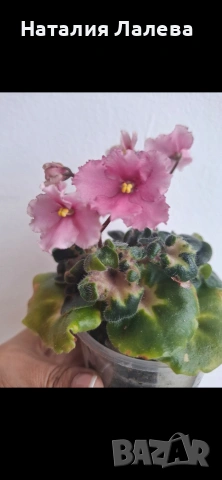 Мини сентполия БР- сама нежность спорт