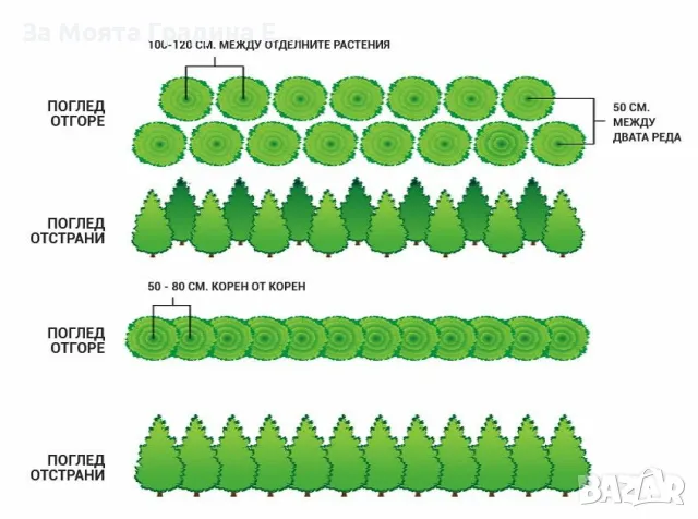 Туя Смарагд , снимка 9 - Градински цветя и растения - 49492365