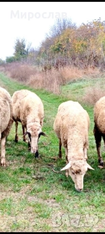 Продавам заплодени овце 