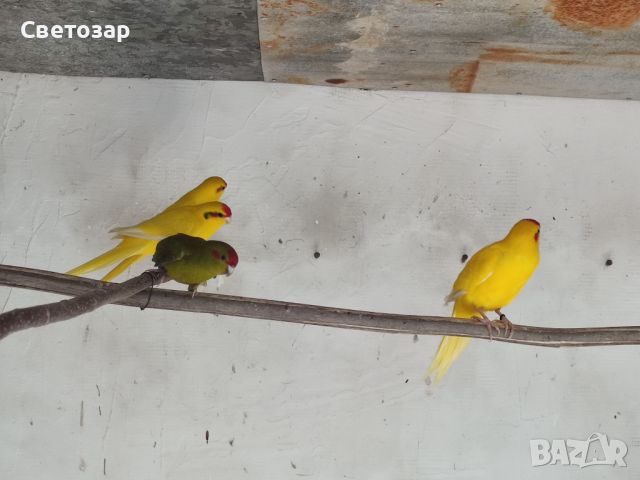 папагали какарики, снимка 6 - Папагали - 41210331