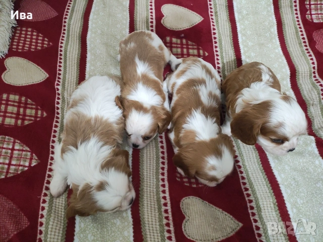 кавалер кинг чарлз шпаньол