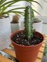 Euphorbia trigona, Еуфорбия тригона, кактус, стайно растение, снимка 1