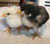 Пилета от домашни кокошки носачки на 5 дни + Брама и Джърси Гигант, снимка 1 - други­ - 45144701
