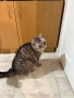 Подарявам Английски късокосмет котарак, снимка 4